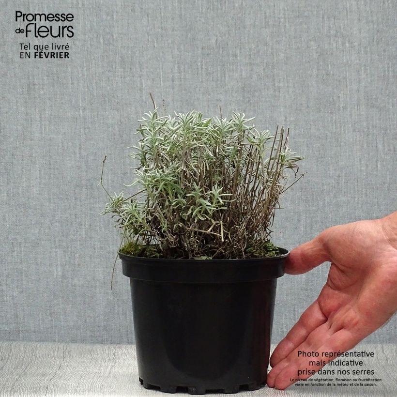 Esemplare di Lavandula angustifolia Hidcote - Lavanda vera Vaso da 1,5L/2L come consegnato in autunno