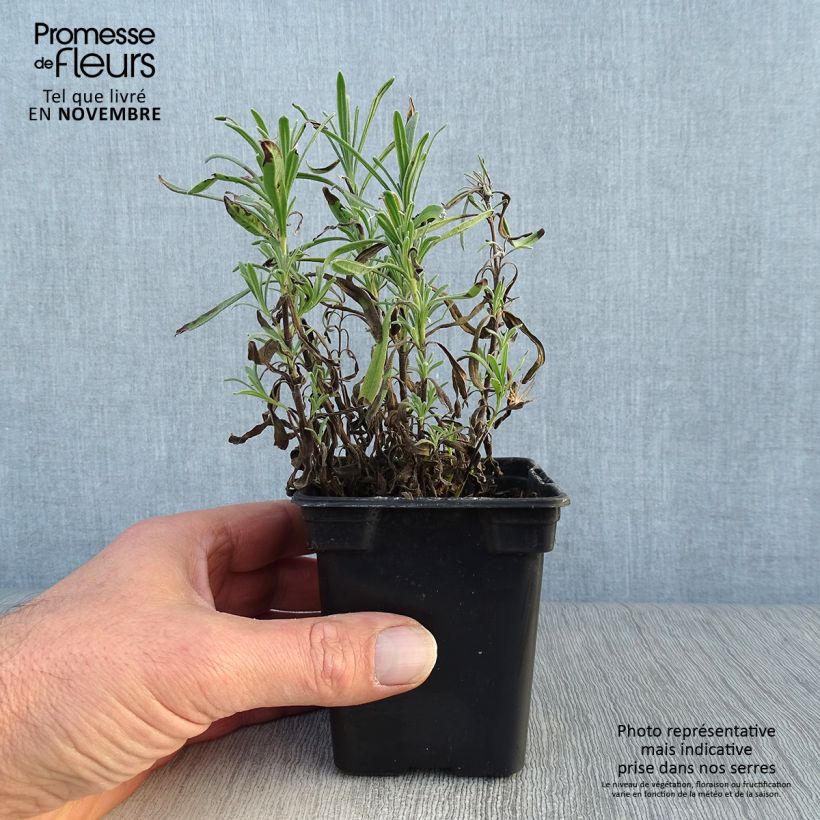 Esemplare di Lavandula angustifolia Rosea - Lavanda vera Vasetto da 7/8 cm come consegnato in autunno