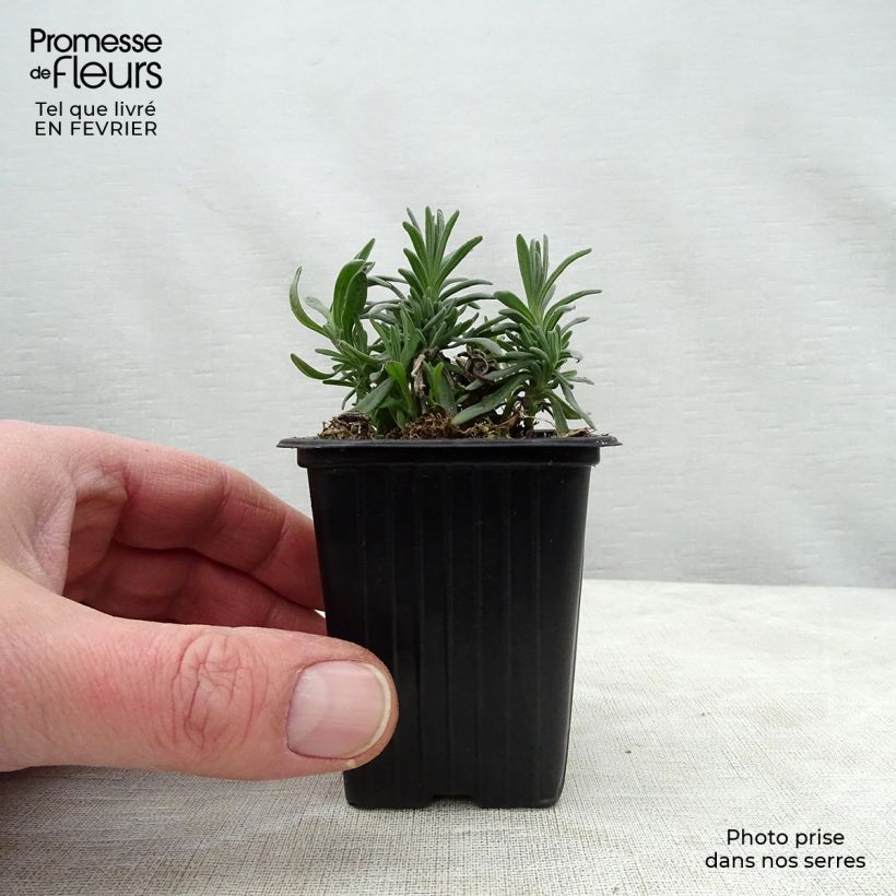 Lavandula angustifolia Rosea - Lavanda vera Vasetto da 7/8 cm esemplare consegnato in inverno
