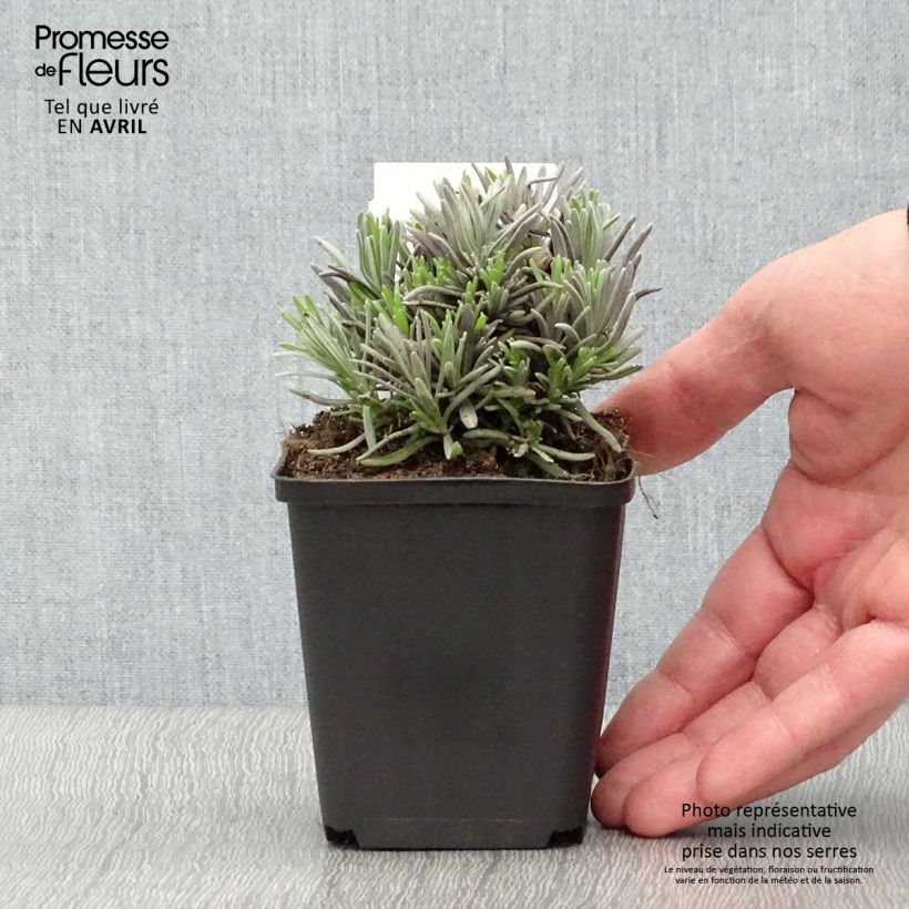 Lavandula angustifolia Rosea - Lavanda vera Vasetto da 7/8 cm esemplare consegnato in primavera