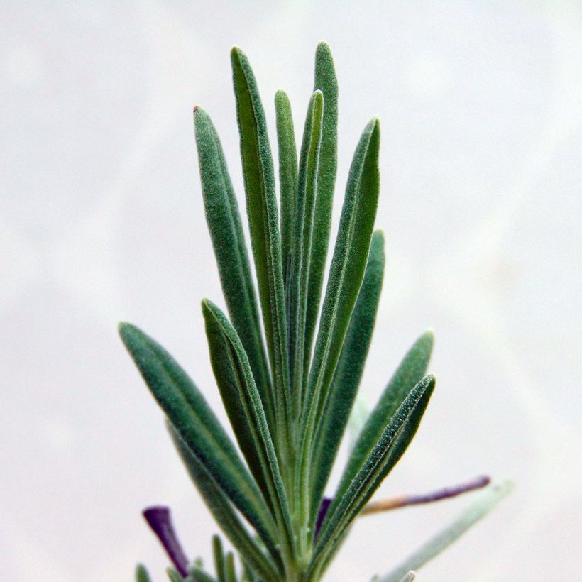 Lavandula intermedia Dutch Group - Lavandino (Fogliame)
