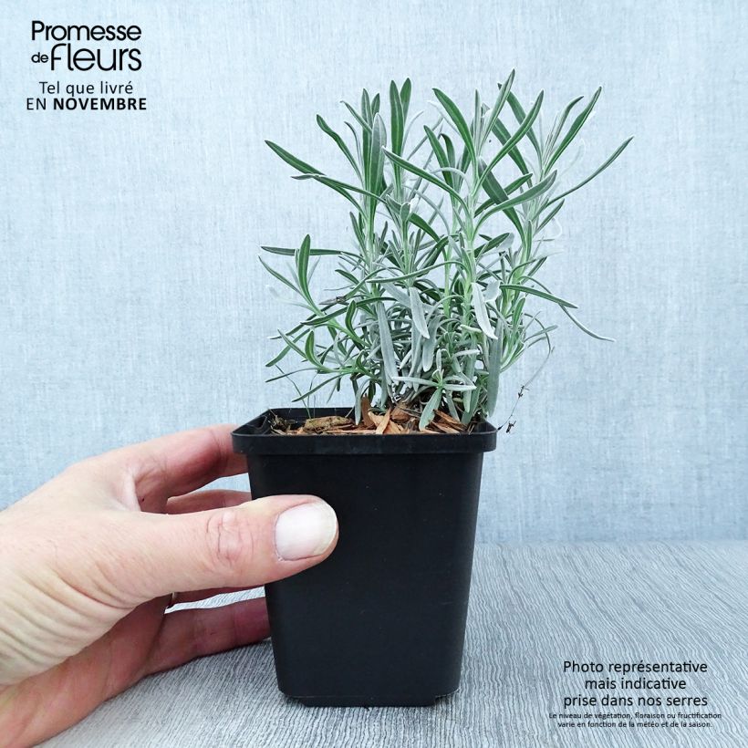 Esemplare di Lavandula intermedia Dutch Group - Lavandino Vasetto da 8/9 cm come consegnato in autunno