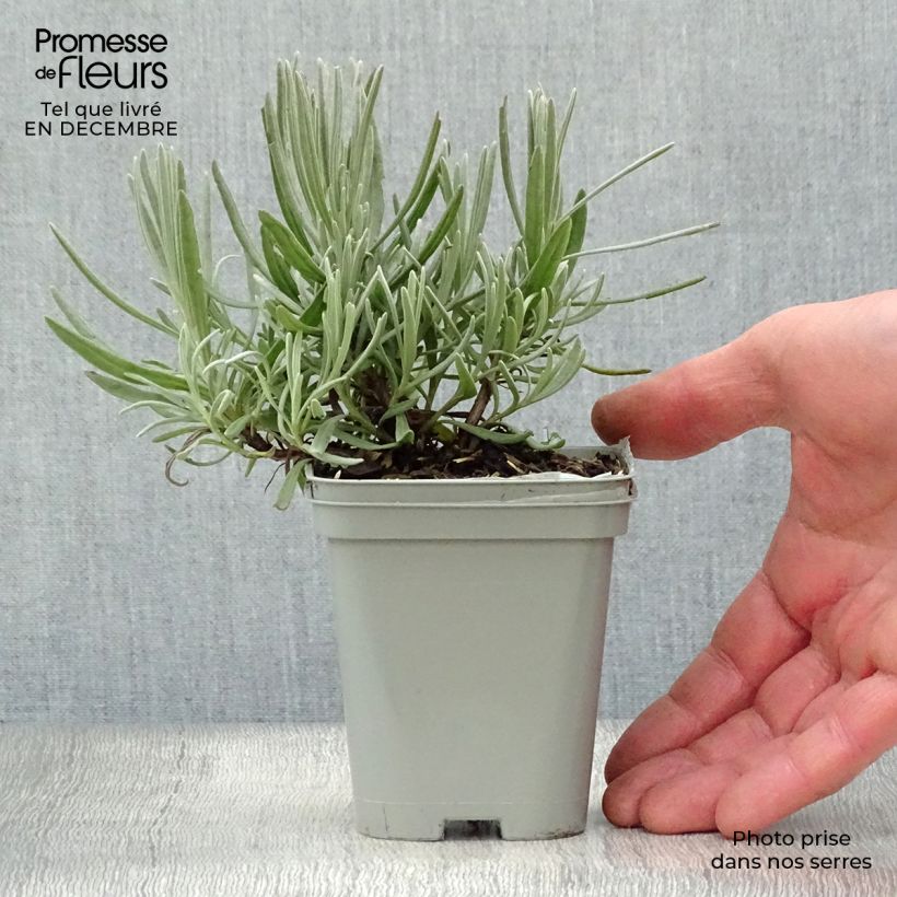 Lavandula intermedia Dutch Group - Lavandino Vasetto da 8/9 cm esemplare consegnato in inverno