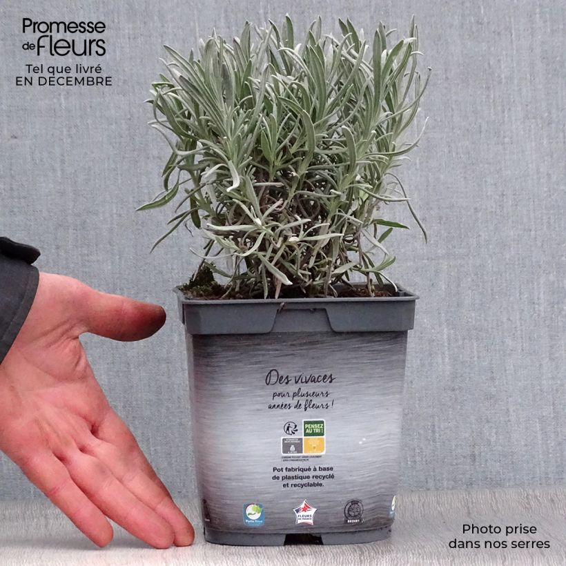 Lavandula intermedia Dutch Group - Lavandino Vaso da 2L/3L esemplare consegnato in inverno