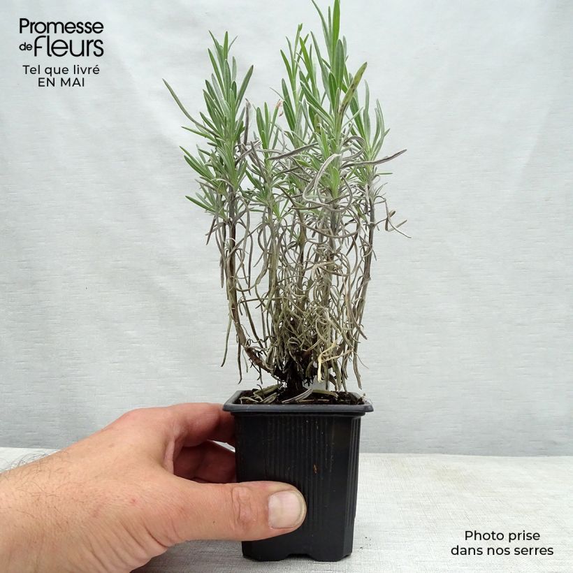 Lavandula intermedia Grappenhall - Lavandino Vasetto da 8/9 cm esemplare consegnato in primavera