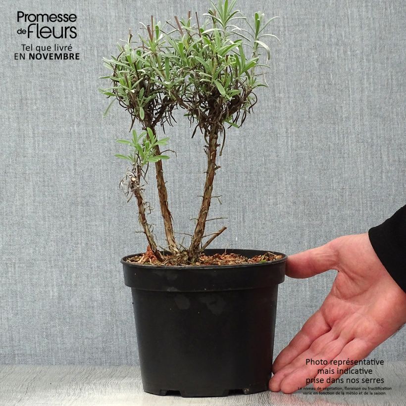 Esemplare di Lavandula intermedia Grappenhall - Lavandino Vaso da 2L/3L come consegnato in autunno