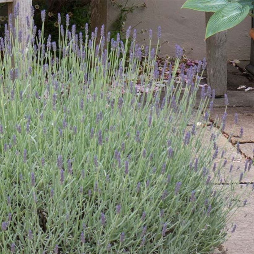 Lavandula Richard Gray - Lavanda (Fioritura)