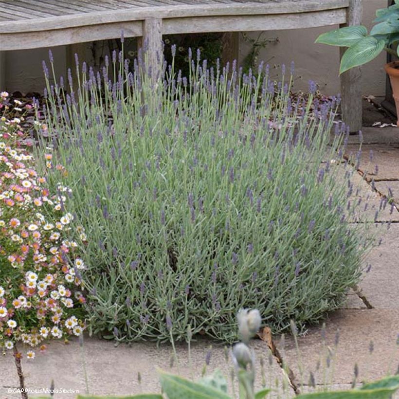 Lavandula Richard Gray - Lavanda (Porto)