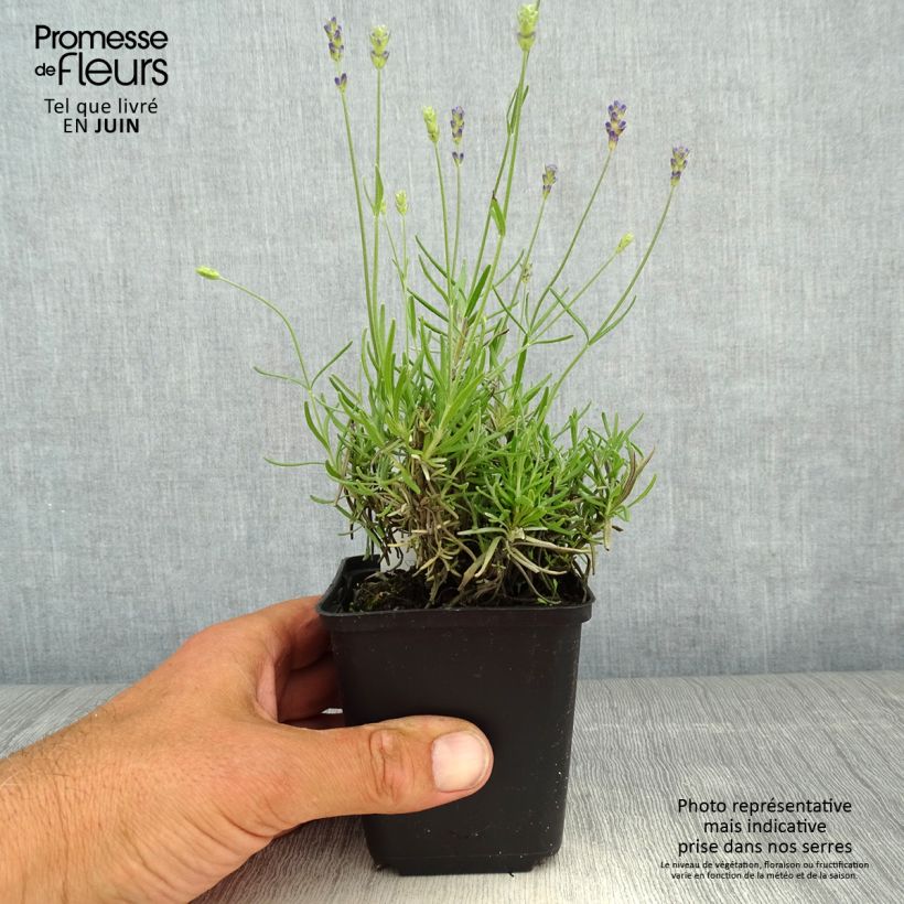 Lavandula angustifolia Blue Jeans - Lavanda vera Vasetto da 8/9 cm esemplare consegnato in primavera