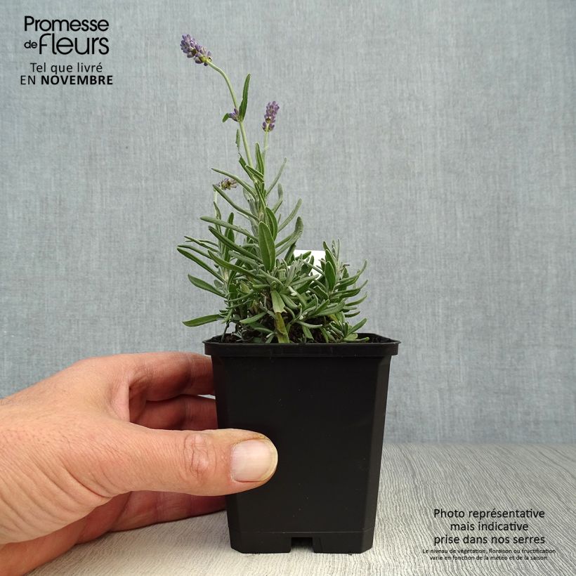 Esemplare di Lavandula angustifolia Essence Purple - Lavanda vera Vasetto da 8/9 cm come consegnato in autunno