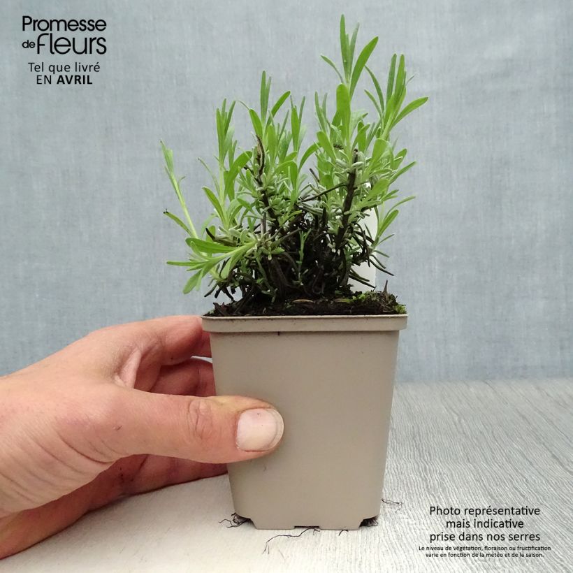 Lavandula angustifolia Essence Purple - Lavanda vera Vasetto da 8/9 cm esemplare consegnato in primavera