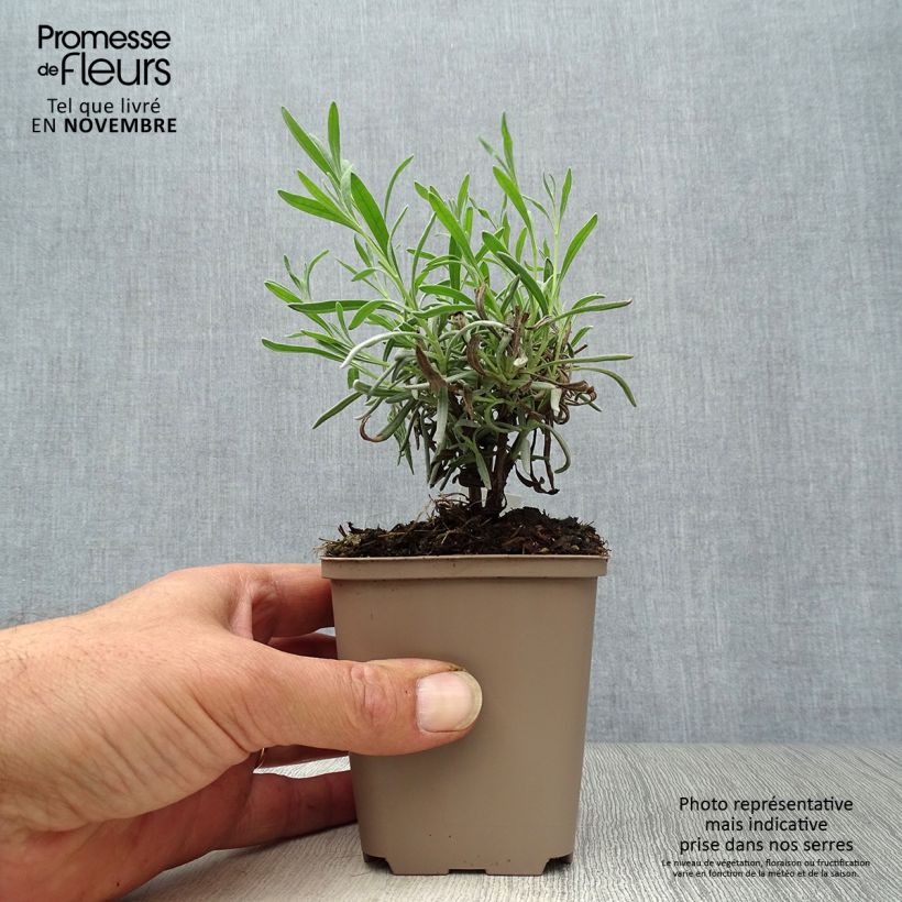Esemplare di Lavandula angustifolia Hidcote White - Lavanda vera Vasetto da 8/9 cm come consegnato in autunno