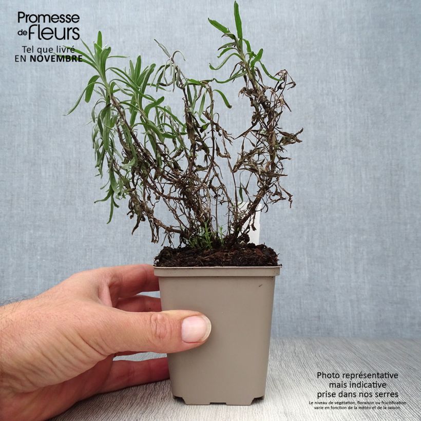 Esemplare di Lavandula angustifolia Twickel Purple - Lavanda vera Vasetto da 8/9 cm come consegnato in autunno