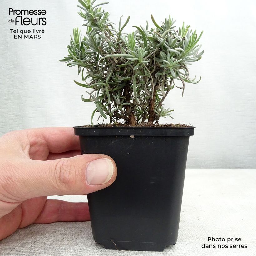 Lavandula angustifolia Twickel Purple - Lavanda vera Vasetto da 8/9 cm esemplare consegnato in inverno