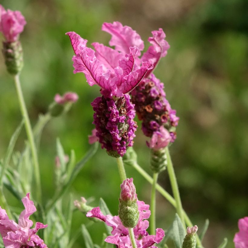 Lavandula stoechas The Princess - Lavanda selvatica (Fioritura)