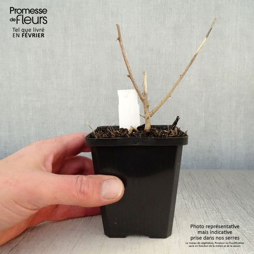 Lavatera maritima Vasetto da 8/9 cm esemplare consegnato in inverno