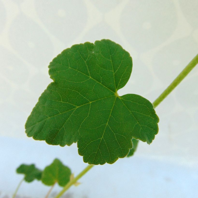 Lavatera Barnsley (Fogliame)