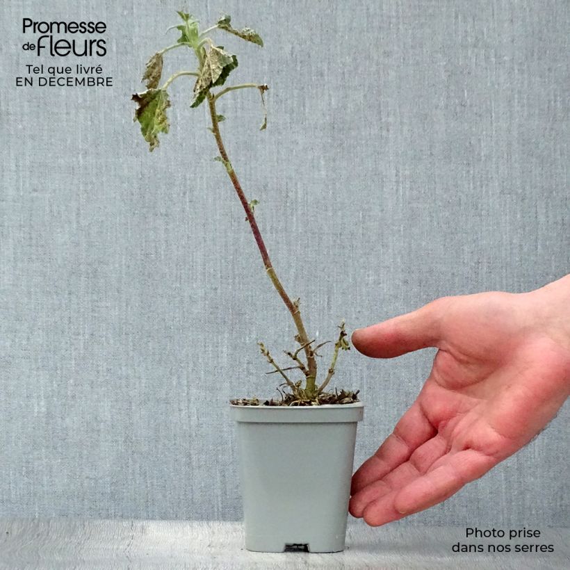 Lavatera Barnsley Vasetto da 8/9 cm esemplare consegnato in inverno