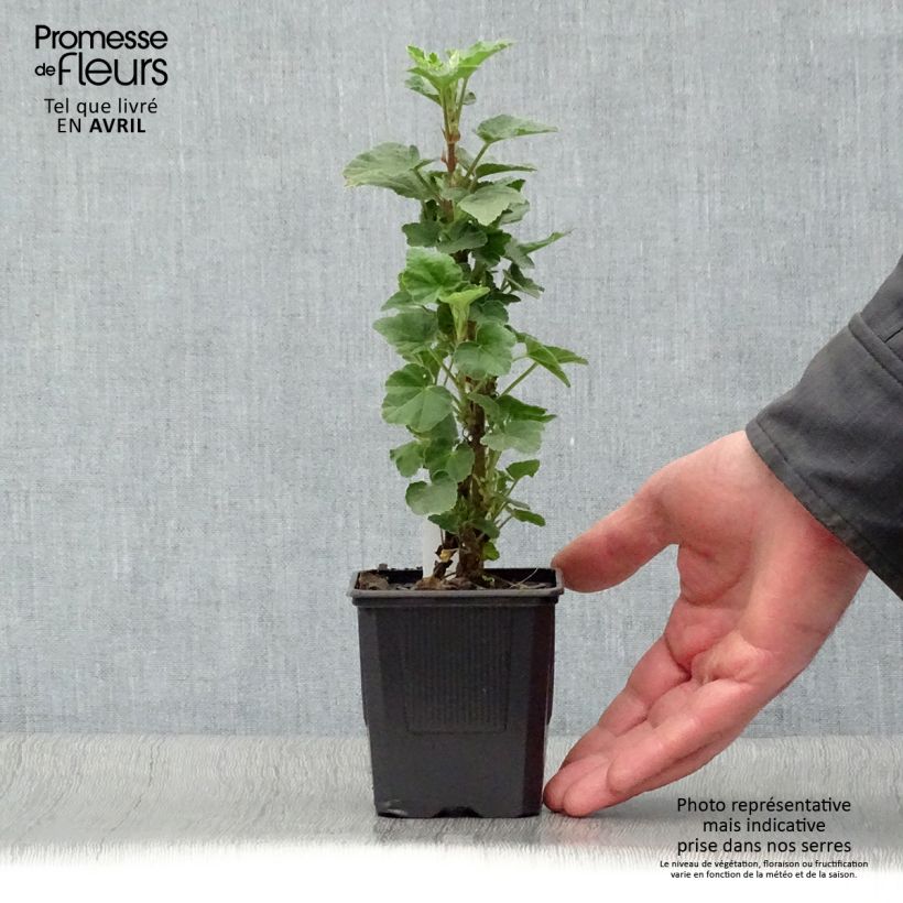 Lavatera Barnsley Vasetto da 8/9 cm esemplare consegnato in primavera