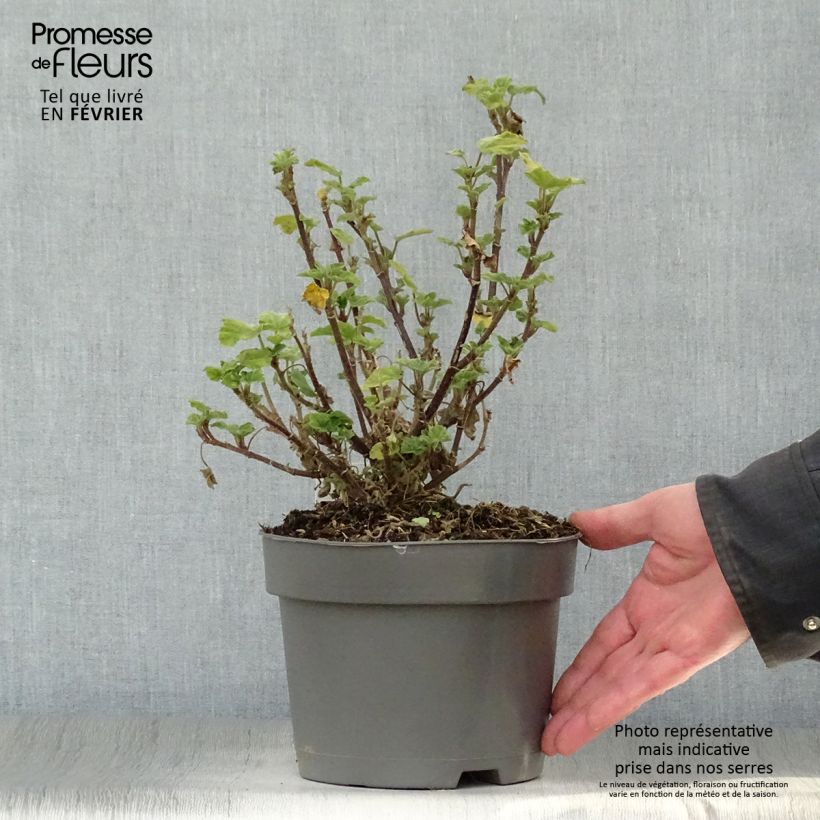 Lavatera Barnsley Vaso da 2L/3L esemplare consegnato in inverno