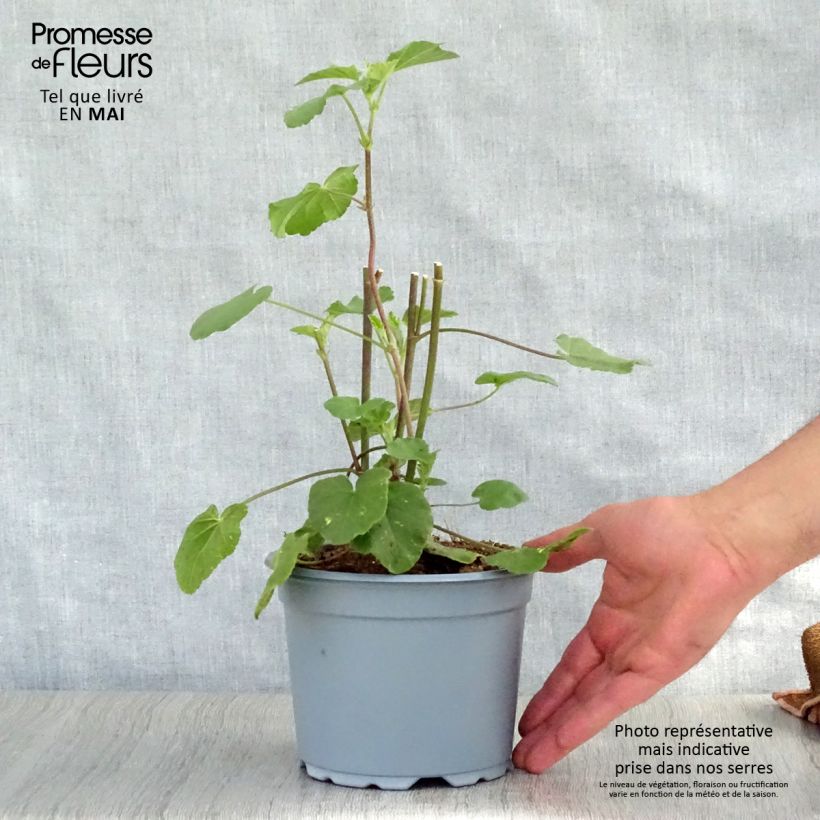 Lavatera Barnsley Vaso da 2L/3L esemplare consegnato in primavera