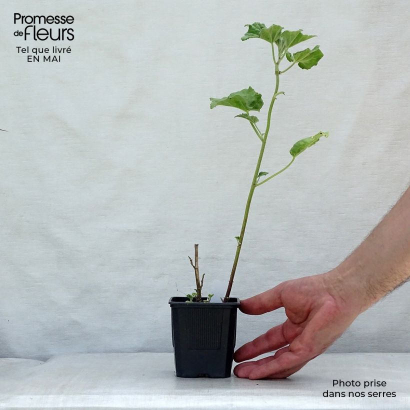 Lavatera Barnsley Baby Vasetto da 8/9 cm esemplare consegnato in primavera