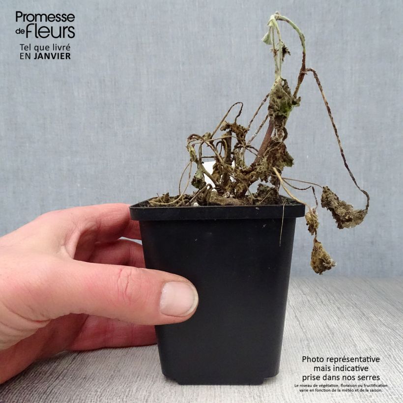 Lavatera Barnsley Baby Vasetto da 8/9 cm esemplare consegnato in inverno