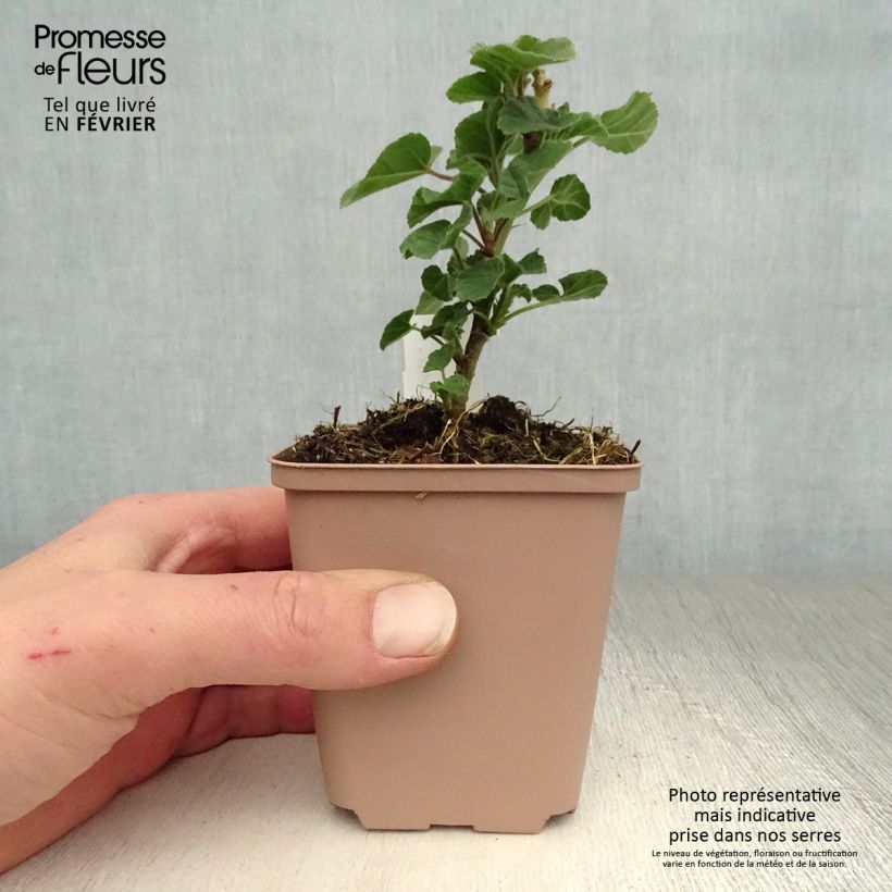 Lavatera Blushing Bride Vasetto da 8/9 cm esemplare consegnato in inverno