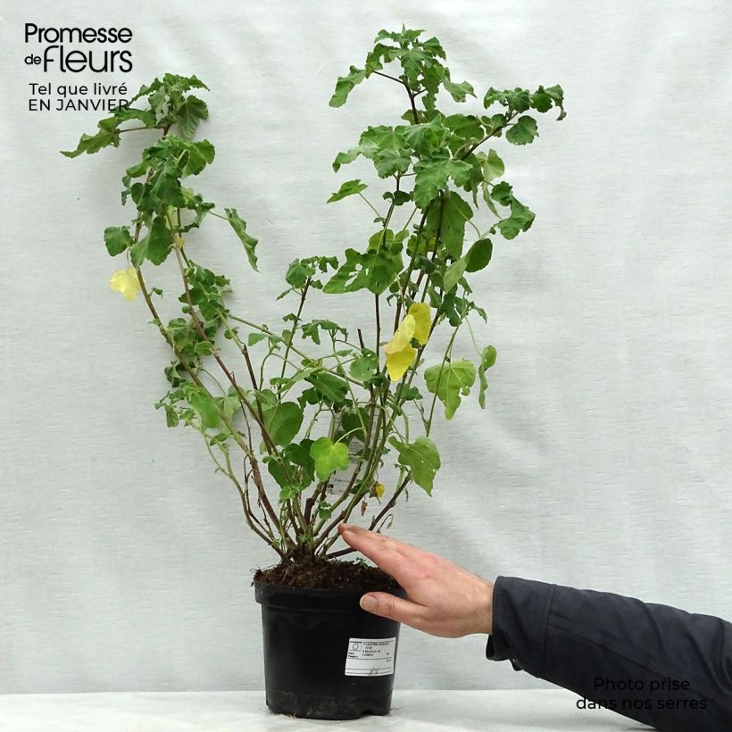 Lavatera Burgundy Wine Vaso da 2L/3L esemplare consegnato in inverno