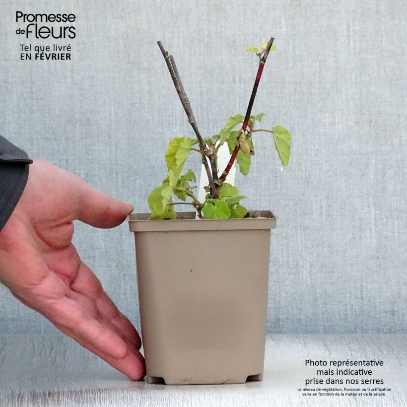 Lavatera Burgundy Wine Vasetto da 8/9 cm esemplare consegnato in inverno