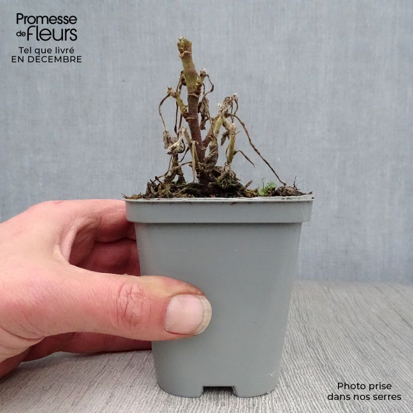 Lavatera Candy Floss Vasetto da 8/9 cm esemplare consegnato in inverno