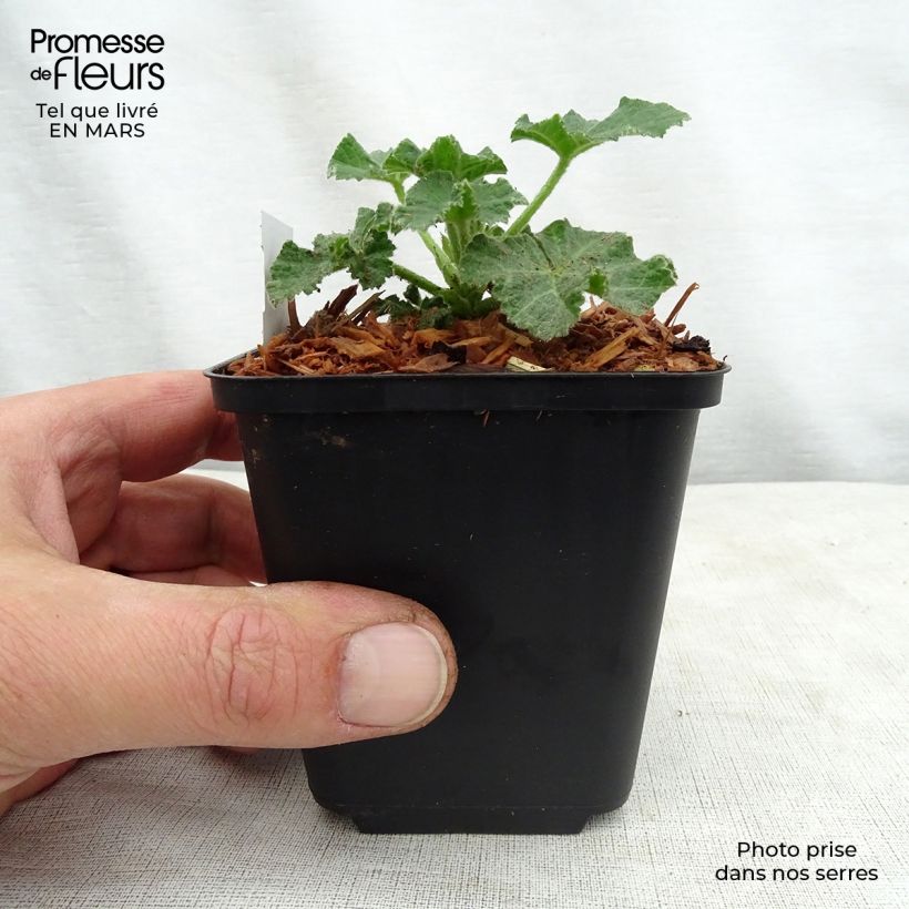 Lavatera White Angel Vasetto da 8/9 cm esemplare consegnato in primavera