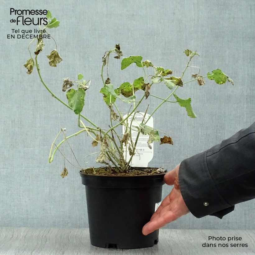 Lavatera olbia Rosea Vaso da 2L/3L esemplare consegnato in inverno