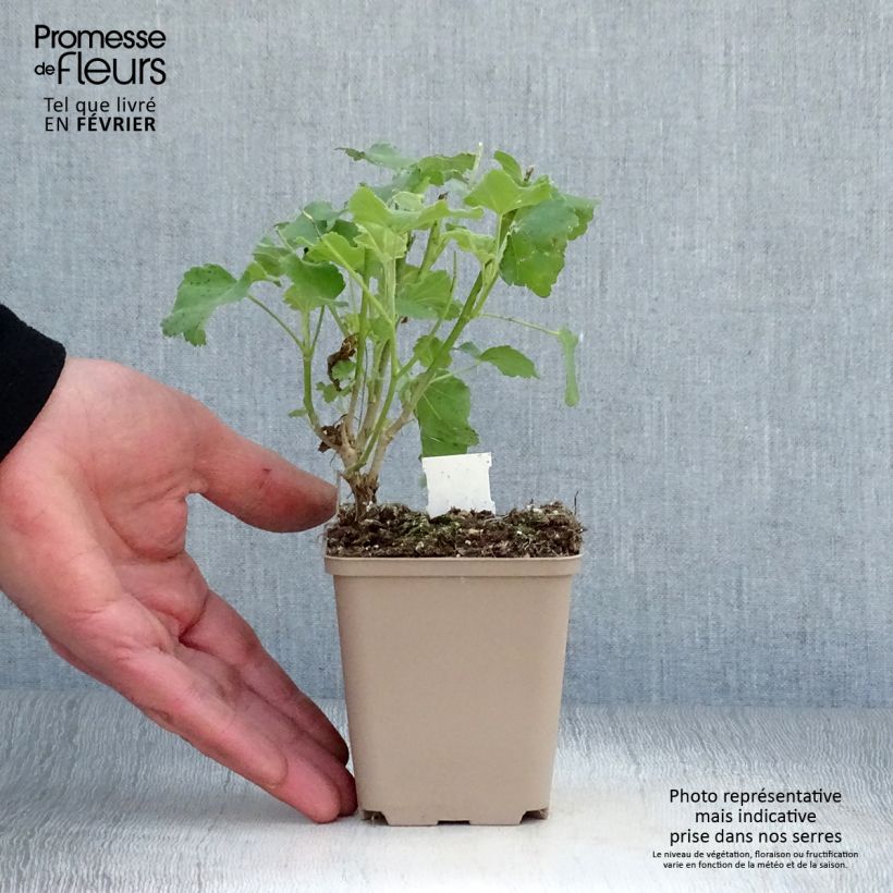 Lavatera maritima Bicolor Vasetto da 8/9 cm esemplare consegnato in inverno