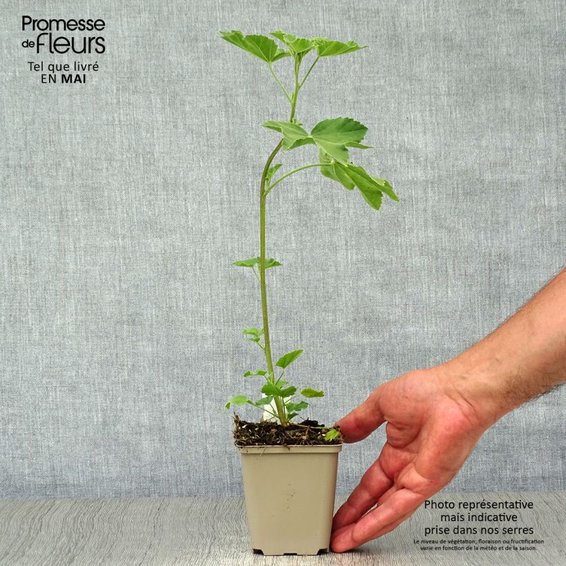 Lavatera maritima Bicolor Vasetto da 8/9 cm esemplare consegnato in primavera