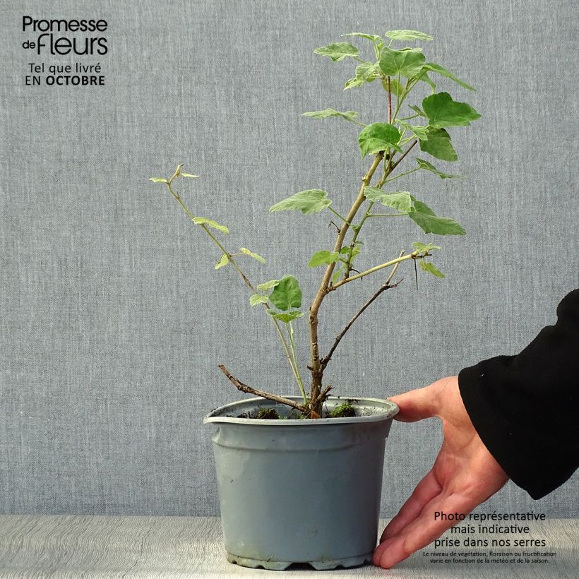 Esemplare di Lavatera thuringiaca Bredon Springs Vaso da 2L/3L come consegnato in autunno