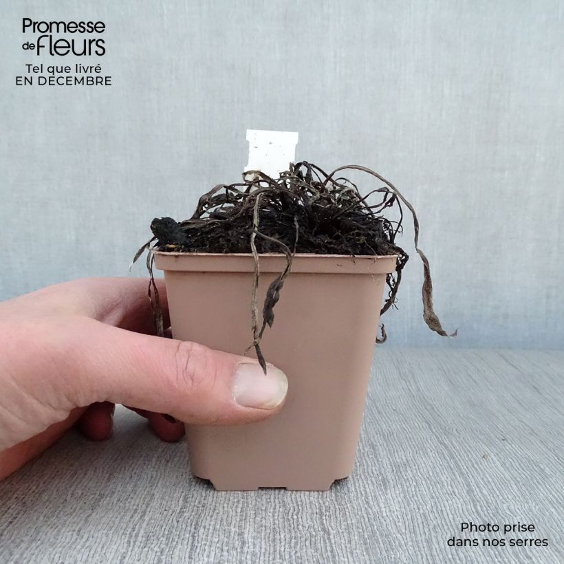 Leontopodium alpinum Blossom of Snow - Stella alpina Vasetto da 8/9 cm esemplare consegnato in inverno