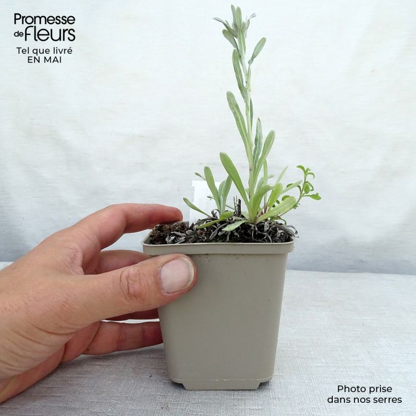 Leontopodium alpinum Mont Blanc - Stella alpina Vasetto da 8/9 cm esemplare consegnato in primavera