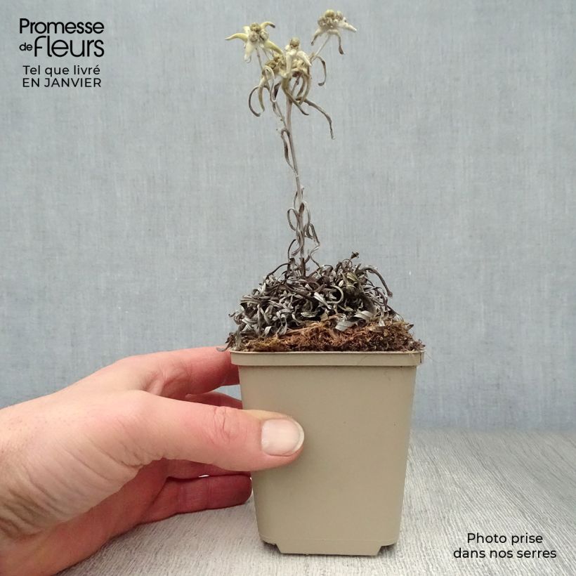 Leontopodium alpinum Mont Blanc - Stella alpina Vasetto da 8/9 cm esemplare consegnato in inverno