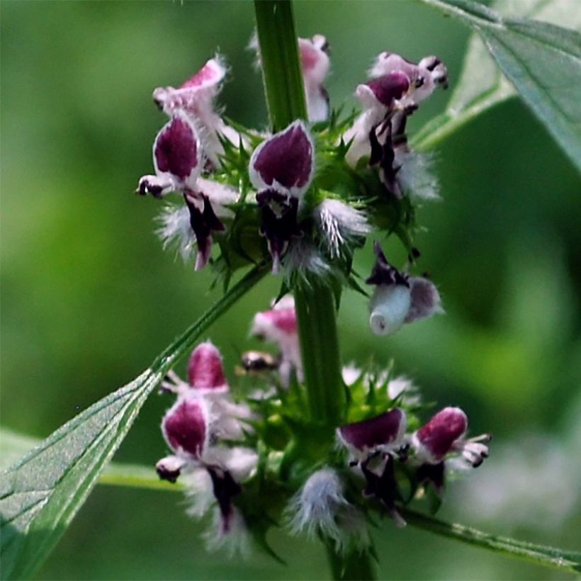 Leonurus cardiaca - Cardiaca comune (Fioritura)