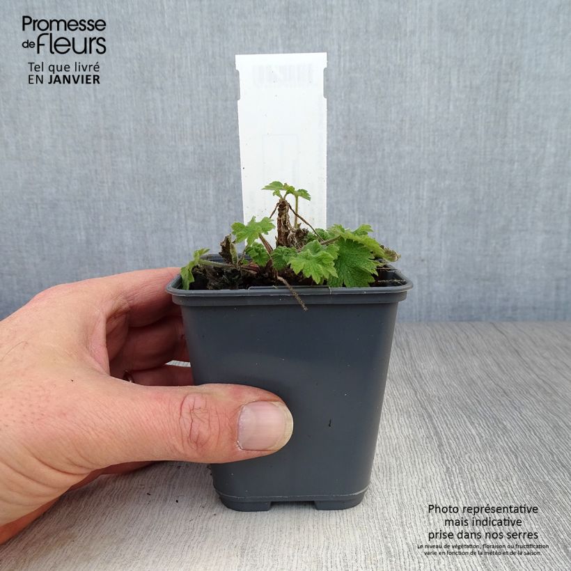 Leonurus cardiaca - Cardiaca comune Vasetto da 8/9 cm esemplare consegnato in inverno