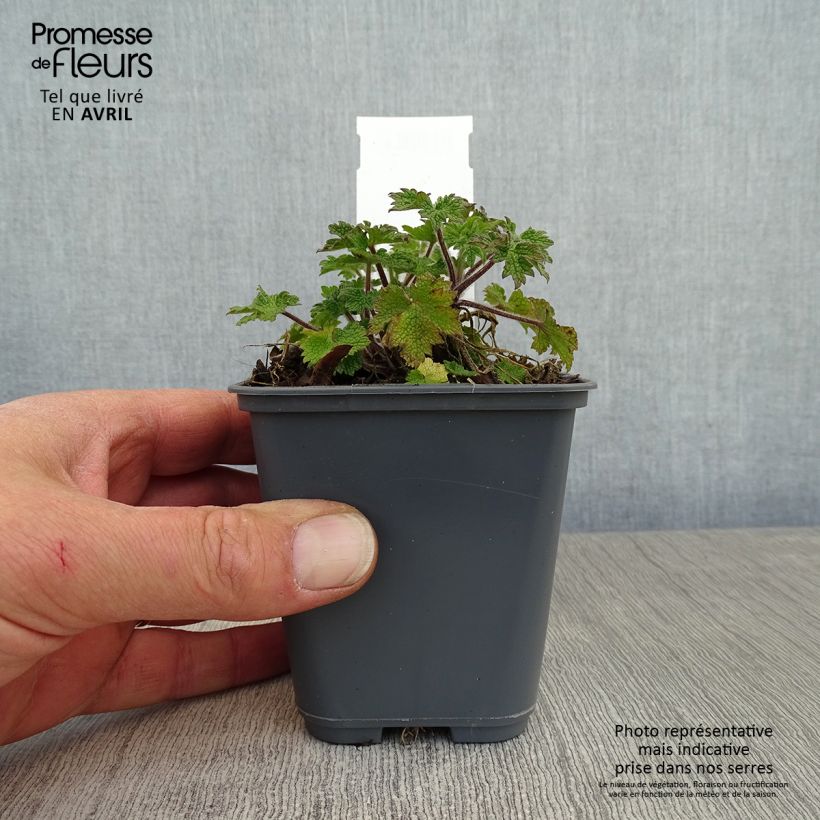 Leonurus cardiaca - Cardiaca comune Vasetto da 8/9 cm esemplare consegnato in primavera