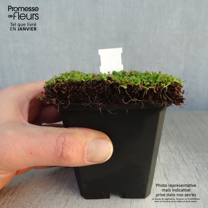 Leptinella dioica Minima Vasetto da 8/9 cm esemplare consegnato in inverno