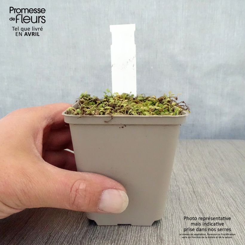 Leptinella dioica Minima Vasetto da 8/9 cm esemplare consegnato in primavera