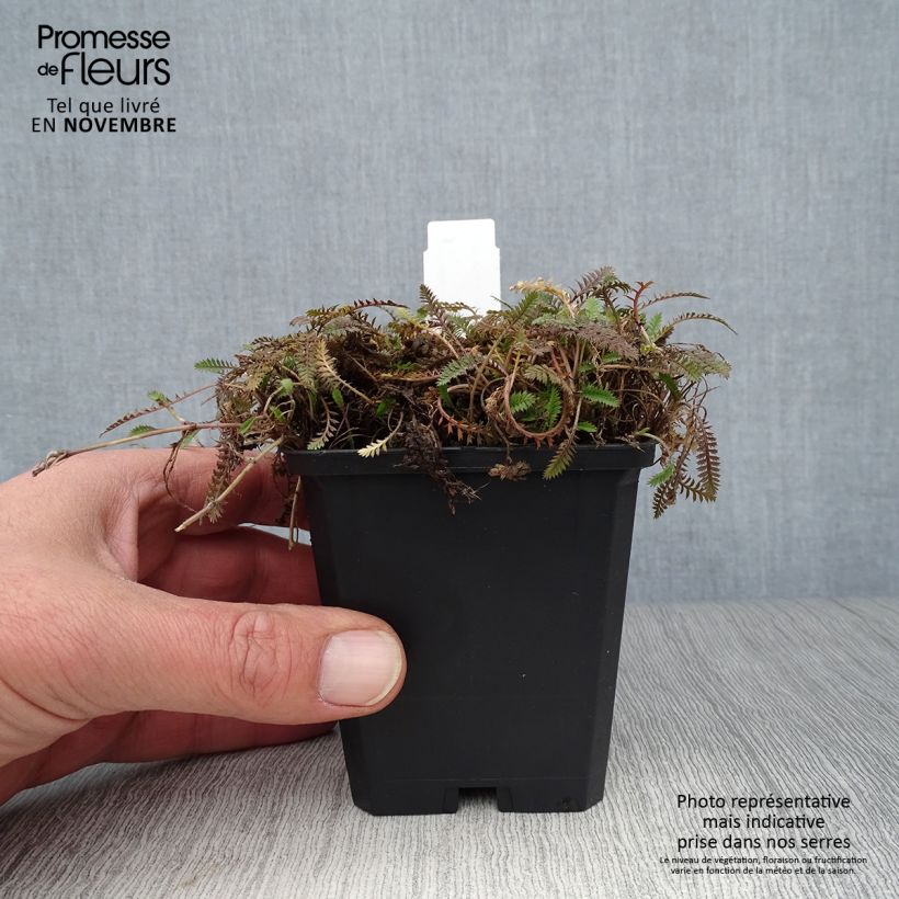 Esemplare di Leptinella potentillina Vasetto da 8/9 cm come consegnato in autunno