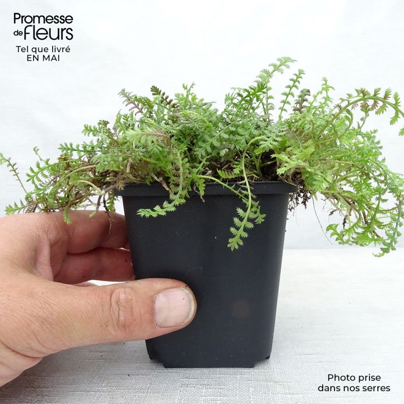 Leptinella squalida Platt's Black Vasetto da 8/9 cm esemplare consegnato in primavera