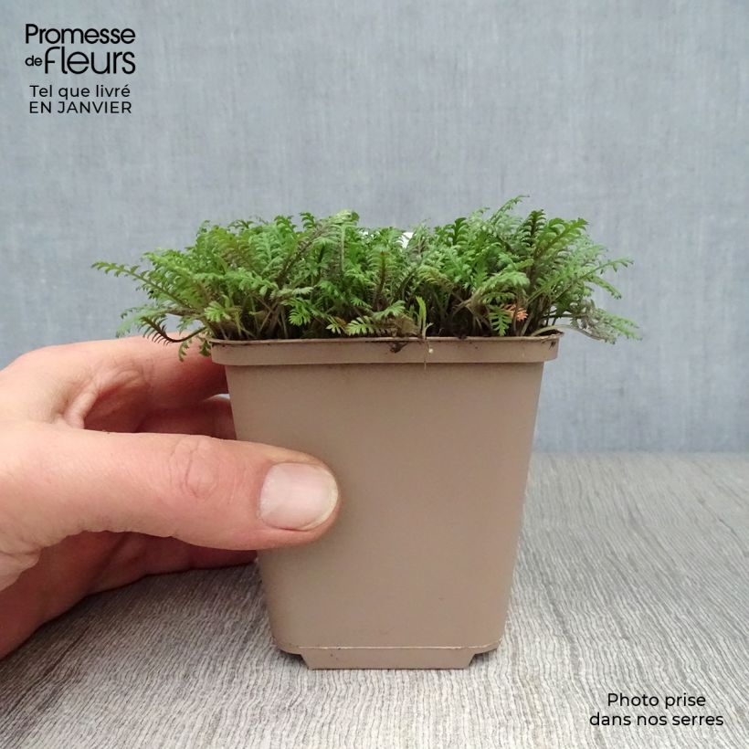 Leptinella squalida Platt's Black Vasetto da 8/9 cm esemplare consegnato in inverno