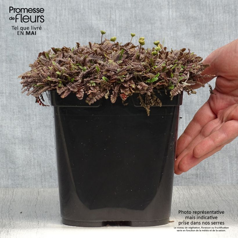 Leptinella squalida Platt's Black Vaso da 3L/4L esemplare consegnato in primavera