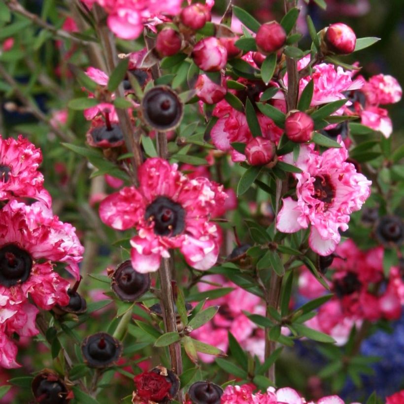 Leptospermum scoparium Coral candy - Manuka (Fogliame)
