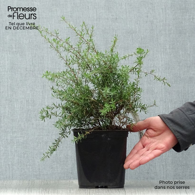 Leptospermum scoparium Coral candy - Manuka Vaso da 2L/3L esemplare consegnato in inverno